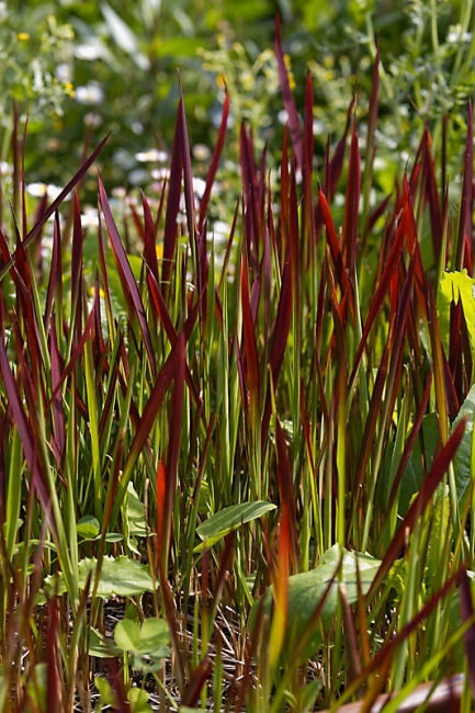 Jardin des Impressionnistes-MAI14-114